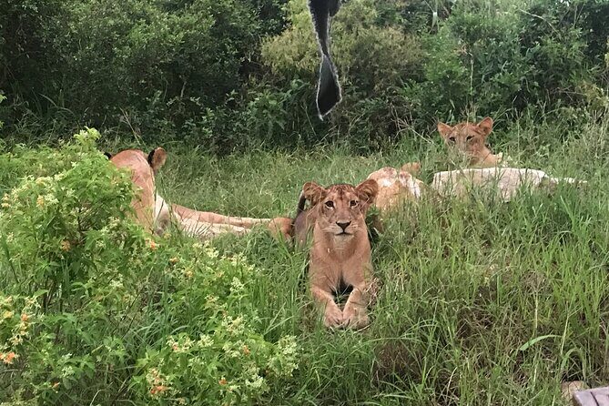 2 nights 3 days safari to mikumi national park - Value for Money: Is It Worth It?