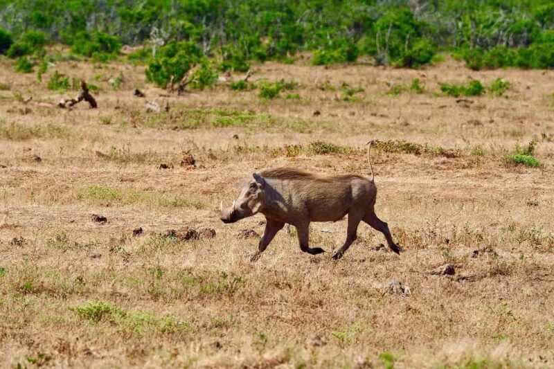 2-Nights 3-Days to Mikumi National Park from Dar-es-Salaam - Key Points