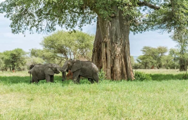 2-Nights 3-Days to Mikumi National Park from Dar-es-Salaam - A Closer Look at the Mikumi Safari Experience