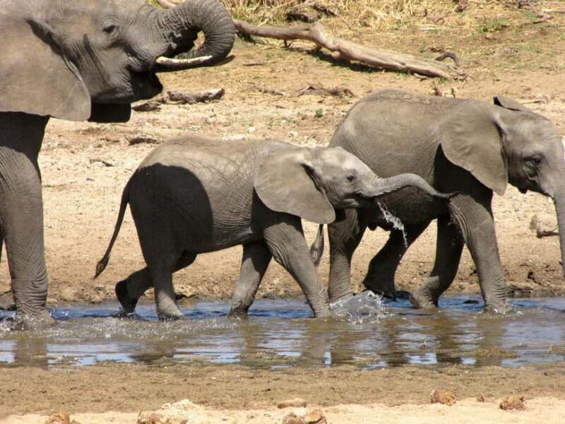 2-Nights 3-Days to Mikumi National Park from Dar-es-Salaam - Practical Tips for Your Mikumi Safari