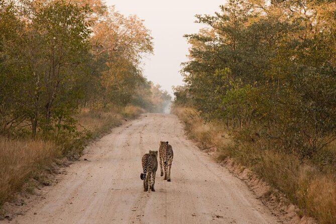 2 Nights Lion King Safari to Kruger from Nelspruit - Exploring the 2 Nights Lion King Safari to Kruger from Nelspruit