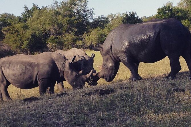 2 Nights Lion King Safari to Kruger from Nelspruit - What Makes This Tour Stand Out?