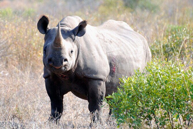 2 Nights Lion King Safari to Kruger from Nelspruit - Authenticity and Reviews