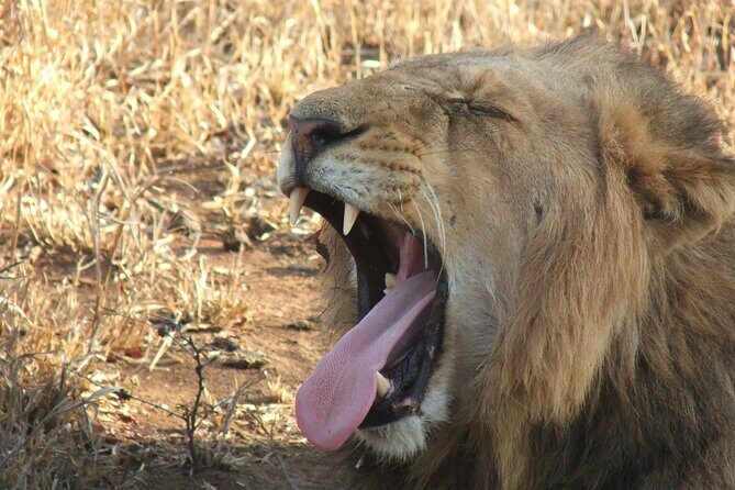 2 Nights Lion King Safari to Kruger from Nelspruit - Who Is This Tour Best For?