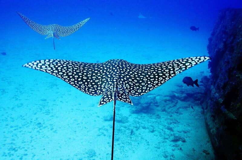 2 Ocean Dives: MUSA Underwater Museum and Manchones Reef - Key Points
