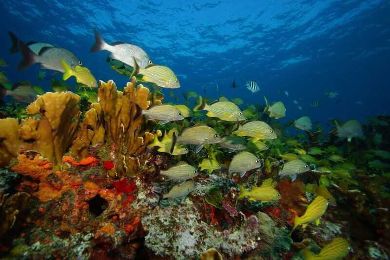 2 Ocean Dives: MUSA Underwater Museum and Manchones Reef - FAQ