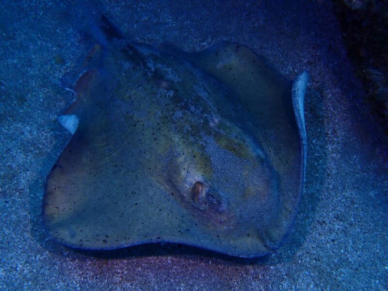 2-private-guided-dives