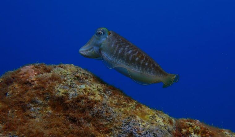 2-private-guided-dives