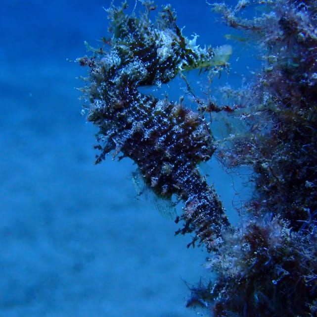 2-private-guided-dives