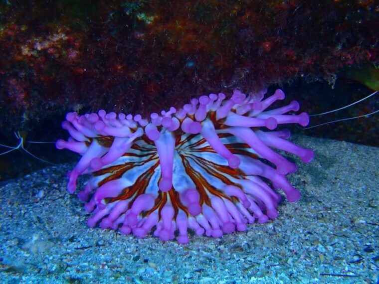 2-private-guided-dives