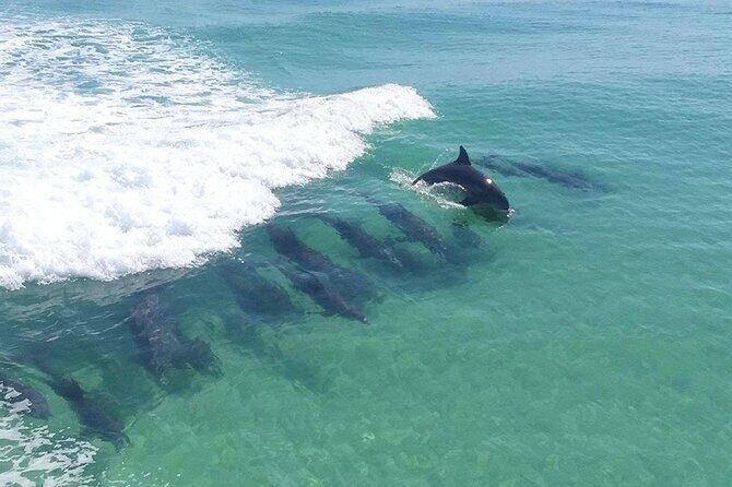 2-Stop Snorkeling and Dolphin Cruise from Destin - A Complete Look at the 2-Stop Snorkeling and Dolphin Cruise from Destin
