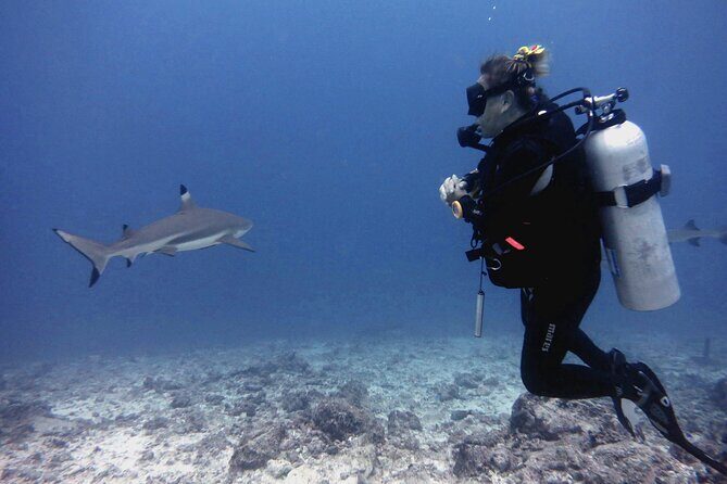 2 Tank (1 Day) Guided Diving for Certified Divers - Denarau Marina - Why This Tour Offers Great Value