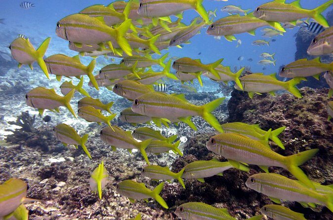 2 Tank (1 Day) Guided Diving for Certified Divers - Denarau Marina - FAQ