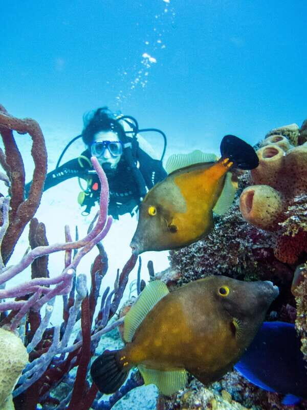 2 Tank Dive in Cozumels Marine National Park - Key Points