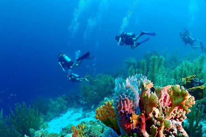 2-tank-guided-dive-half-day