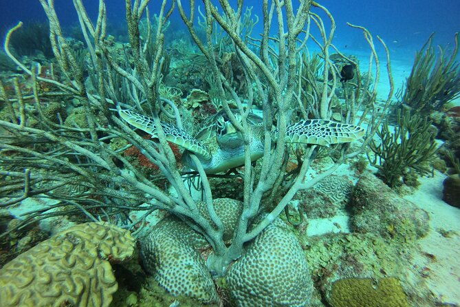 2-tank-guided-shore-dive-in-curacao
