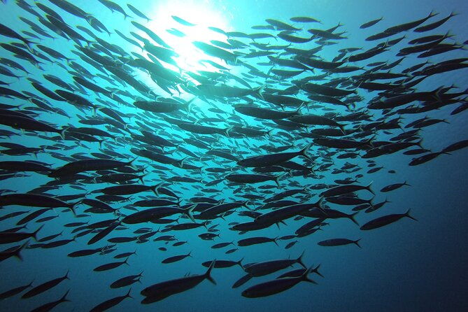 2-tank-guided-shore-dive-in-curacao