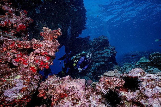 2-tank-lanai-cathedral-scuba-dive-via-boat-for-certified-divers