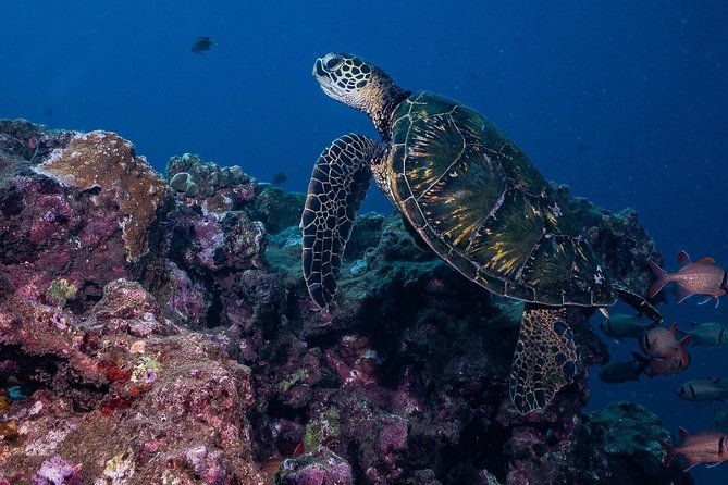 2-tank-maui-turtle-scuba-dive-or-snorkel-boat-tour-2