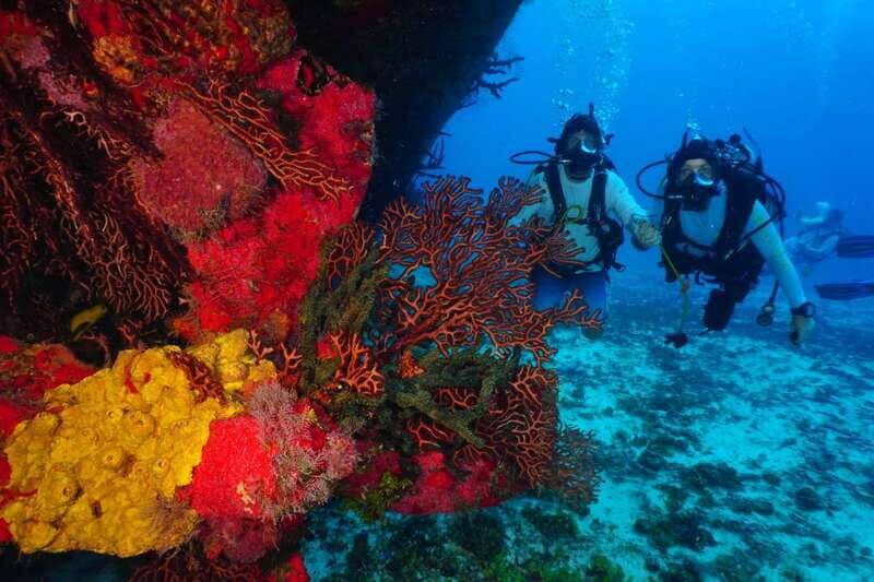 2 Tank Morning Cozumel Dives for Certified Divers - Meeting Points and Duration