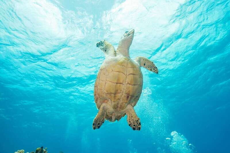 2 Tank Morning Cozumel Dives for Certified Divers - Authentic Experiences and Tips from Travelers