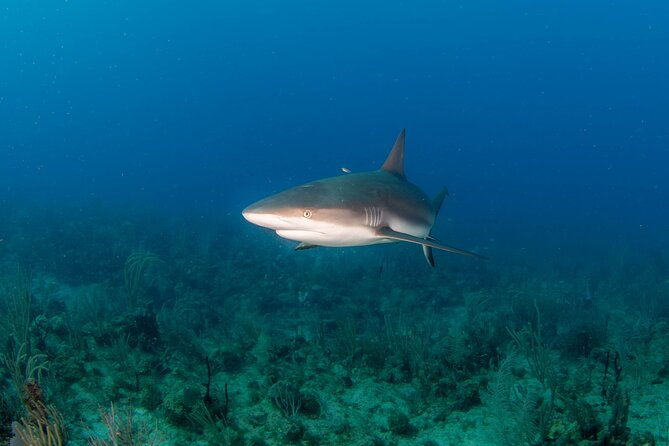 2-tank-scuba-boat-trip-in-world-class-sites-copamarina
