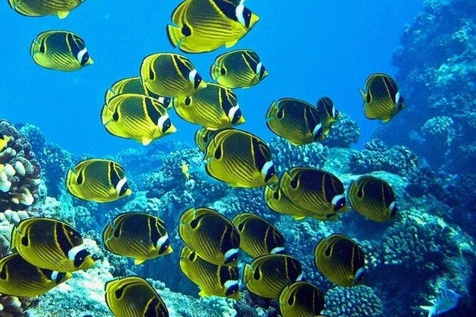 2-tank-shore-dive-at-sea-turtle-cove