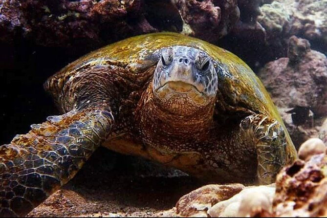 2-tank-shore-dive-at-sea-turtle-cove
