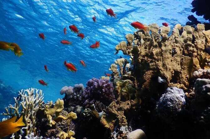 2 To 5 Hours Glass Bottom Boat Private Tour At Read Sea - In-Depth Review of the Red Sea Glass-Bottom Boat Experience