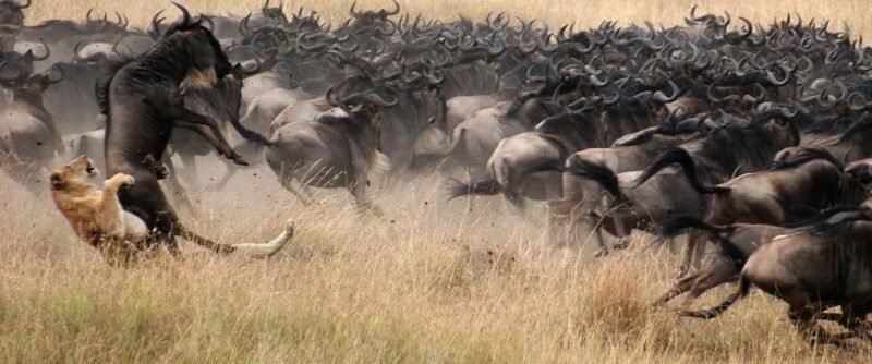 20 Days Kenya & Tanzania Ultimate Safari with Zanzibar Beach - Key Points