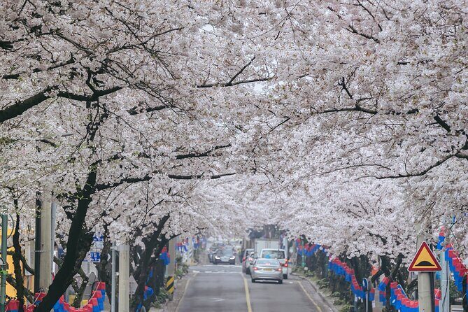 2025 Cherry Blossom East Day Tour in Jeju with UNESCO - Frequently Asked Questions