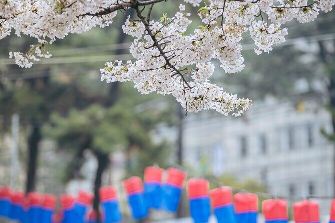 2025 Cherry Blossom East Day Tour in Jeju with UNESCO - Final Thoughts