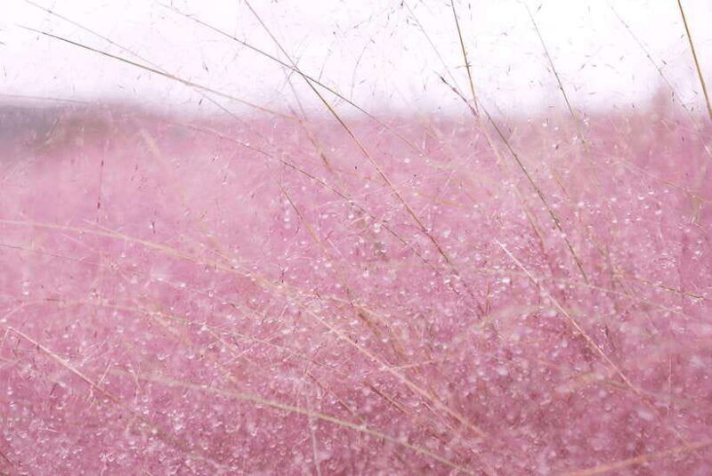 2025-jeju-autumn-tour-with-pink-muhly-festival