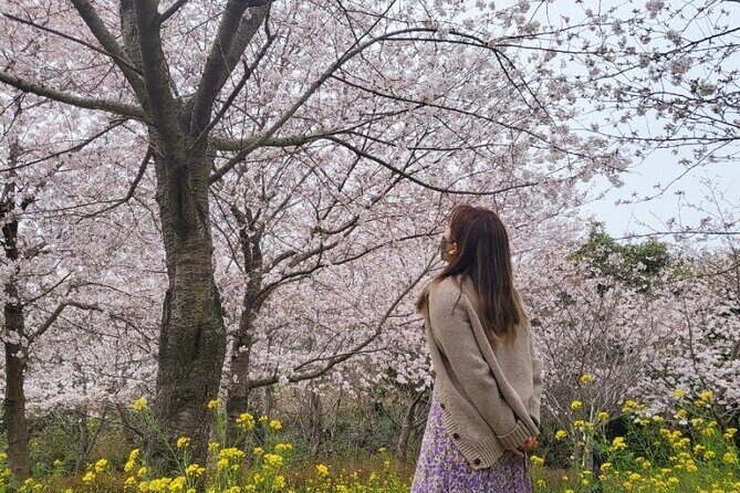 2025 JEJU Cherry Blossom West&South Full Day Tour with UNESCO - Key Points