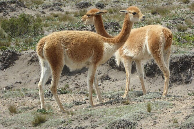 21-day-ecuador-tour-in-andean-jungle-and-cloud-forest
