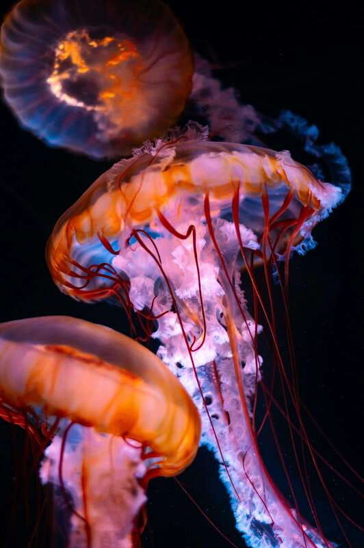 22-in-1-car-tour-aquarium-stanley-park-lions-gate-totemmore