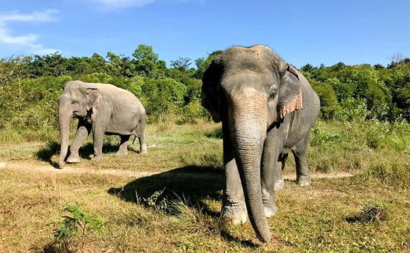 24-Day Cambodia Discovery: From Temple & Wildlife to Beaches - An In-Depth Look at the Itinerary