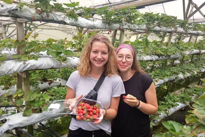 2D1N Cameron Highlands, Batu Caves, Ipoh, Kuala SelangorFireflies - Introduction: A Compact Malaysian Adventure