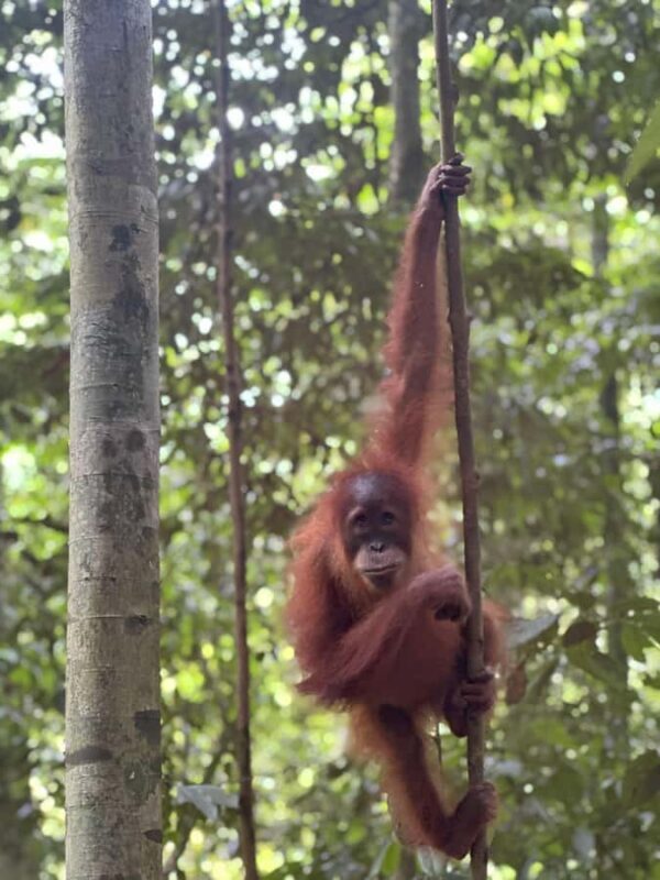 2D1N Ethical Jungle Trekking with Orangutans in Bukit Lawang - Key Points