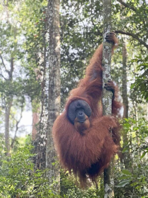 2D1N Ethical Jungle Trekking with Orangutans in Bukit Lawang - Who Would Love This Tour?