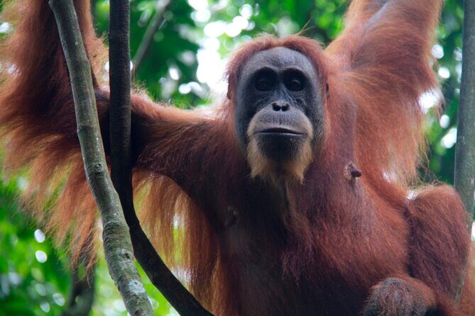 2D1N Jungle Trek | 2 Night accommodation | Pick up and drop off - FAQ