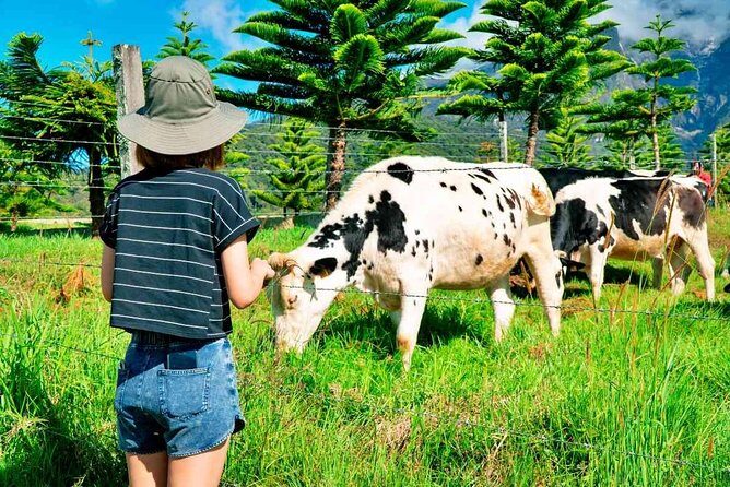 2d1n Kinabalu Park & Poring Canopy Walk & Desa Cow Farm Tour - Experience Sabah’s Natural Beauty on a 2-Day Tour in Kota Kinabalu
