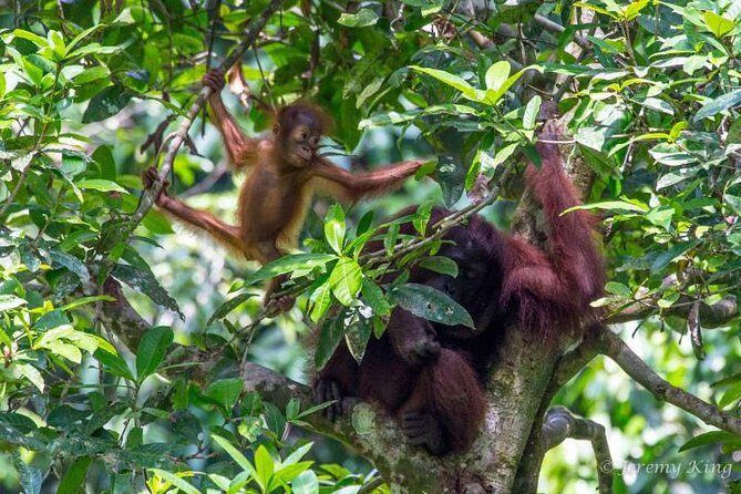 2D1N Sandakan Private Tour with Kinabatangan River Cruise - A Deep Dive into the Experience: What Makes This Tour Stand Out
