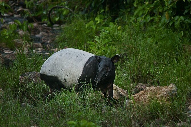 2D1N Taman Negara Rainforest Tour and Boat Ride - Who Should Consider This Tour?