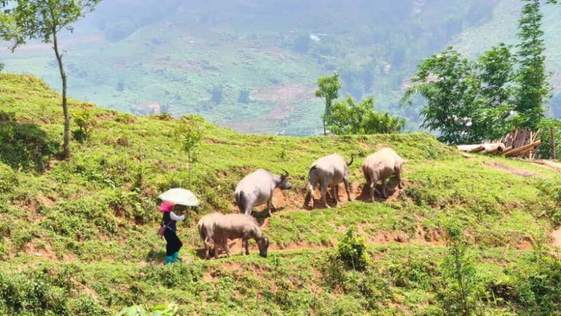 2D1N Trek: Ta Van & Lao Chai Rice Terrace Trails - What to Expect from the 2D1N Trek: An In-Depth Look