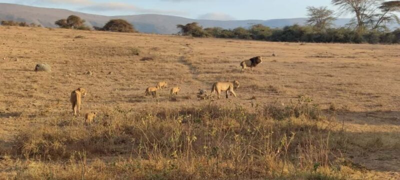 2Day Safari Tarangire and Ngorongoro Crater Join Group - The Experience of a Review: Authentic Insights