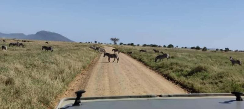 2Day Safari Tarangire and Ngorongoro Crater Join Group - Practical Tips for Your Safari  