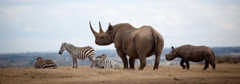 2Days Aberdares National Park Safari Package - Authentic Experiences and Insider Tips