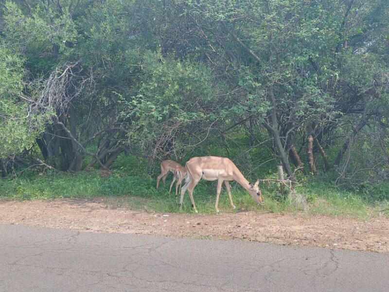 2days kruger National Park - Key Points