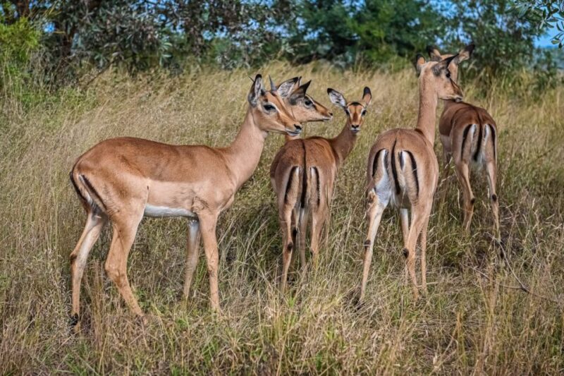 2days kruger National Park - What to Expect from the 2-Day Kruger Experience
